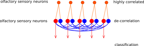 schematic of the glomeruli model