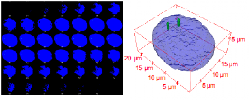 Serie von Bildschnitten nach konfokaler Mikroskopie  und 3D Rekonstruktion eines Zellkerns